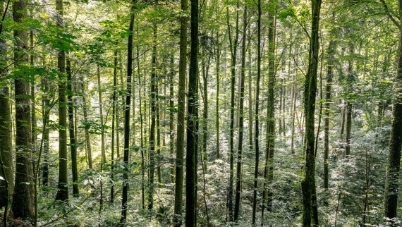 Rengjøring med vann – slik bidrar Geberit AquaClean til å spare tre