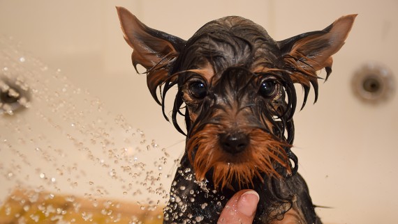 En god hårsil beskytter dusjavløpet mot gresstrå og hundehår
