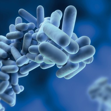 Legionella pneumophila Legionella pneumophila