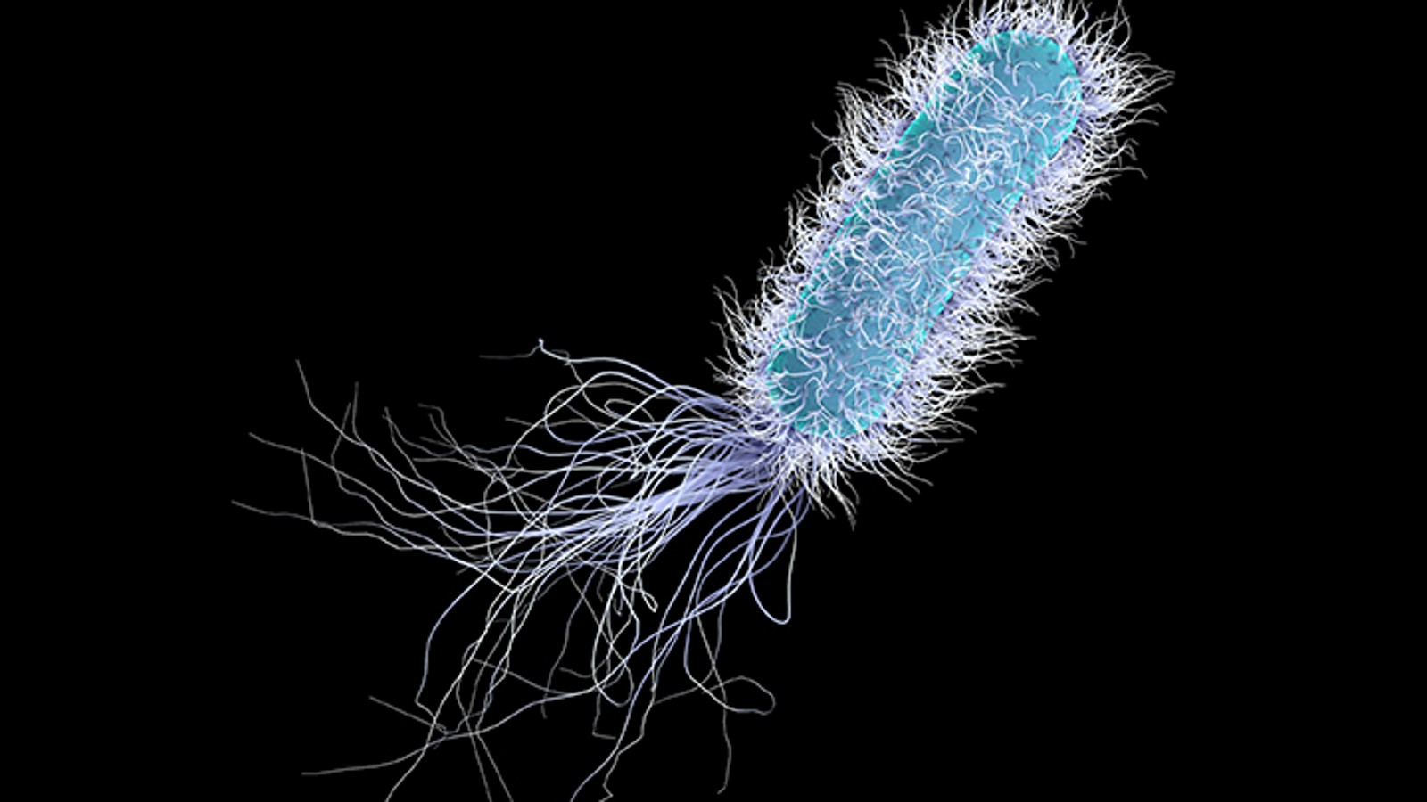 Pseudomonas aeruginosa