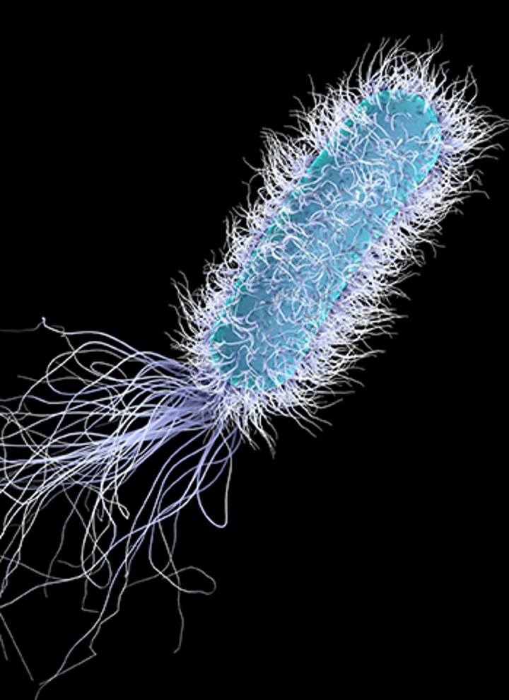 Legionella under mikroskopet