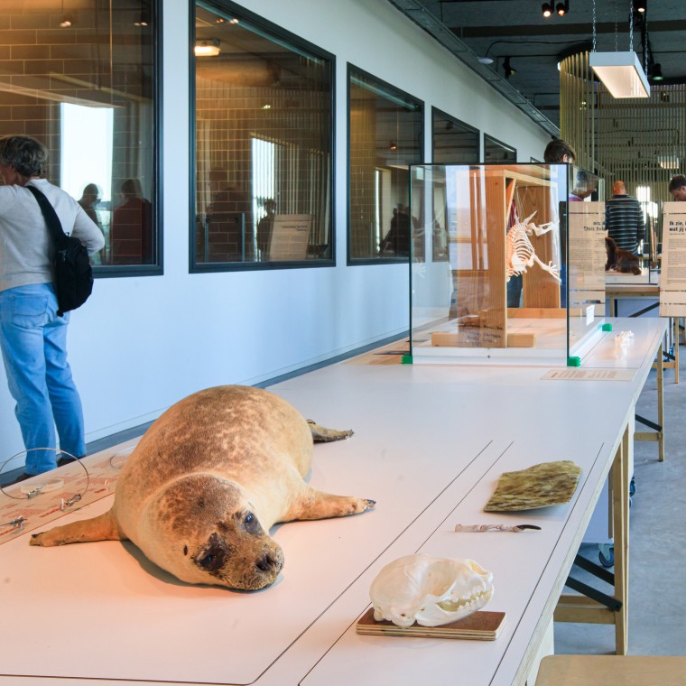 Visste du at selen er det største rovdyret i Nederland? (© Tjeerd Visser)