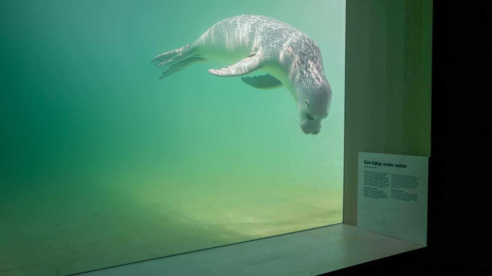 Skadde eller syke dyr skal kunne svømme tilbake til naturen så raskt som mulig (© Tjeerd Visser) Skadde eller syke dyr skal kunne svømme tilbake til naturen så raskt som mulig (© Tjeerd Visser)